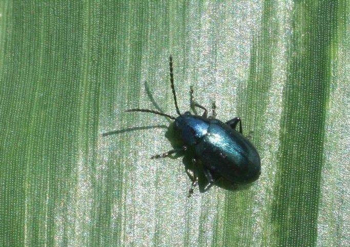 Adult corn flea beetle