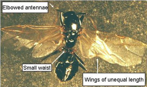 Structural Pests>Winged_Ant_2.JPG